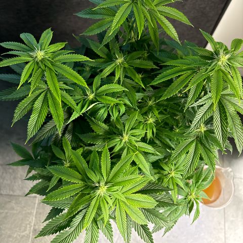 Frozen Fuel growlog timeline photo