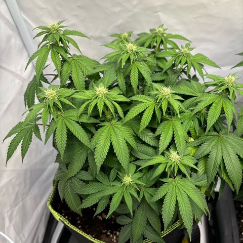 Tropimango growlog timeline photo