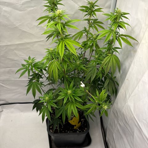 Frozen Fuel growlog timeline photo