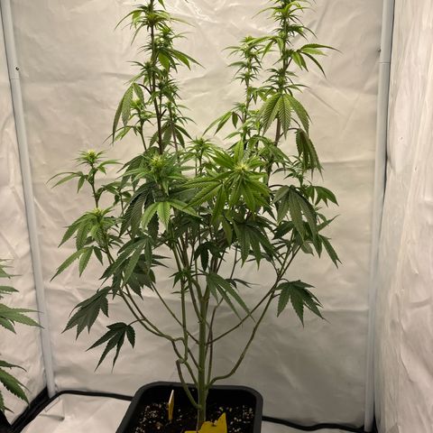 Frozen Fuel growlog timeline photo