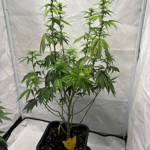 Frozen Fuel growlog timeline photo