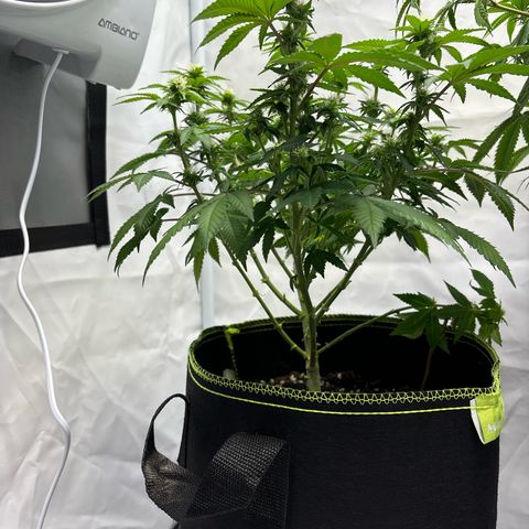 Tropimango growlog timeline photo