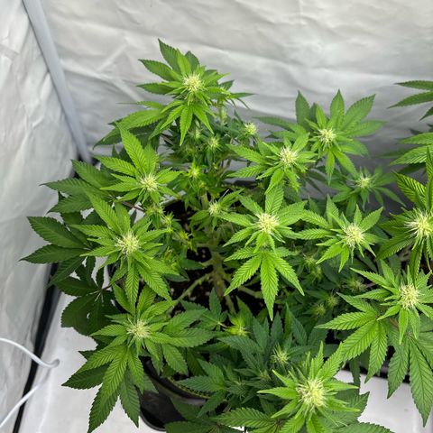 Tropimango growlog timeline photo