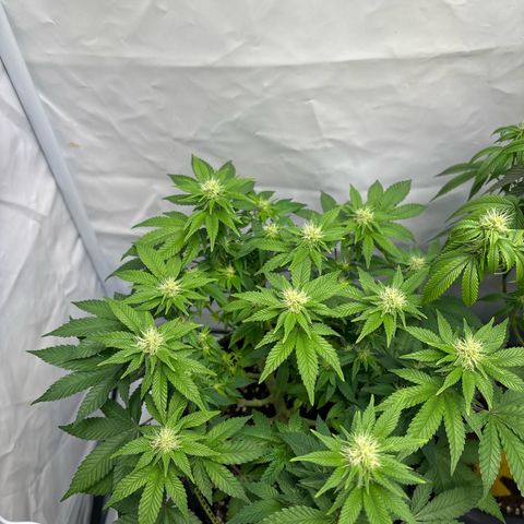 Tropimango growlog timeline photo