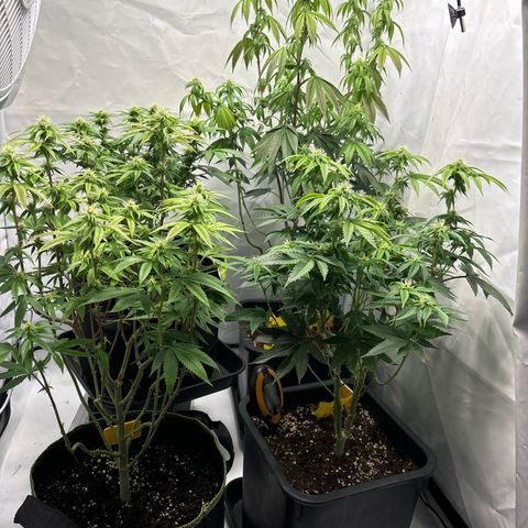 Frozen Fuel growlog timeline photo