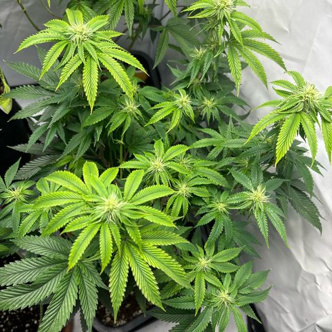 Frozen Fuel growlog timeline photo