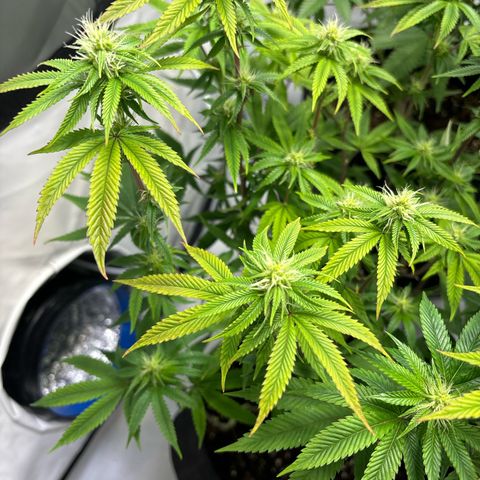 Frozen Fuel growlog timeline photo
