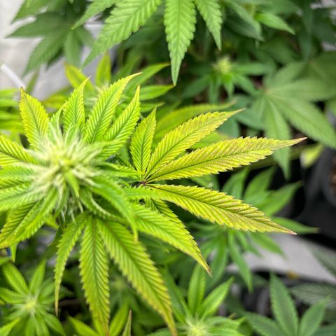 Frozen Fuel growlog timeline photo