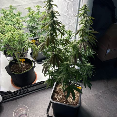 Frozen Fuel growlog timeline photo