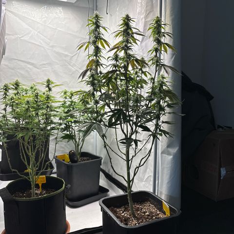 Frozen Fuel growlog timeline photo