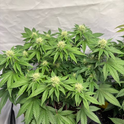 Tropimango growlog timeline photo
