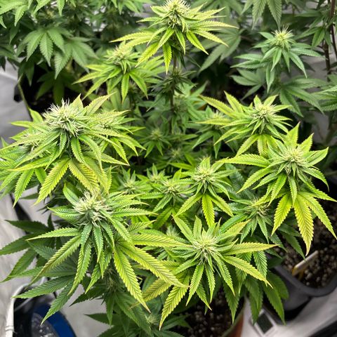 Frozen Fuel growlog timeline photo