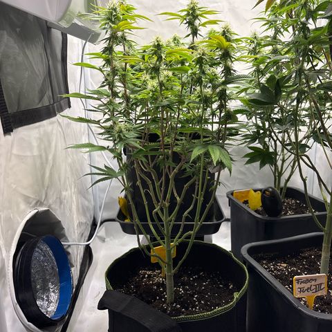 Frozen Fuel growlog timeline photo