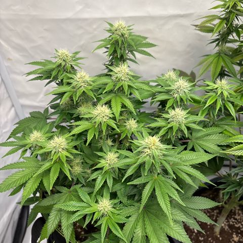 Tropimango growlog timeline photo