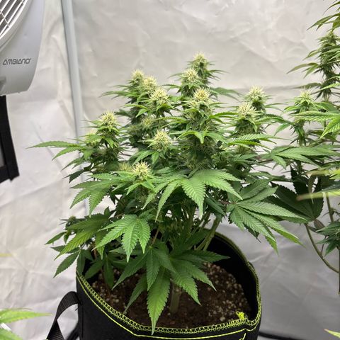 Tropimango growlog timeline photo