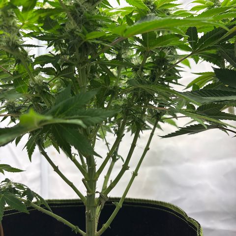 Tropimango growlog timeline photo