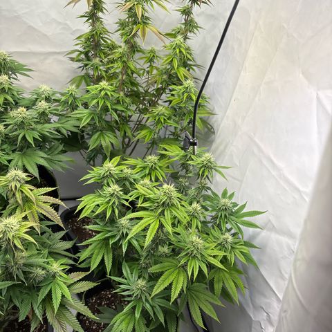 Frozen Fuel growlog timeline photo