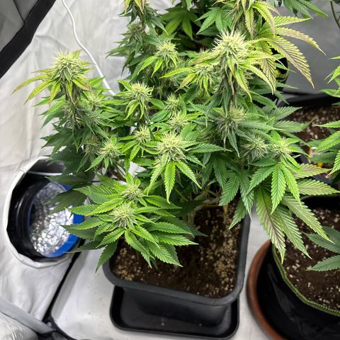 Frozen Fuel growlog timeline photo