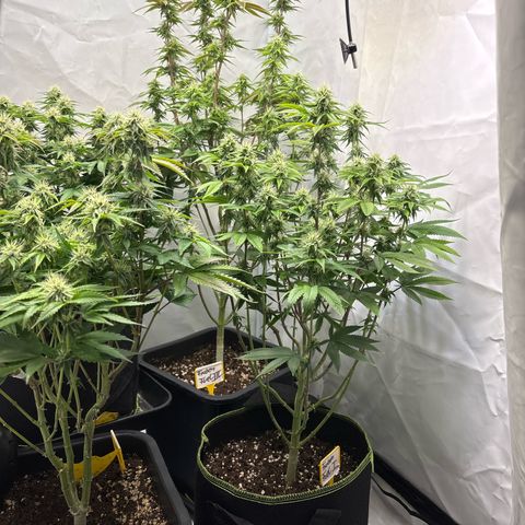 Frozen Fuel growlog timeline photo