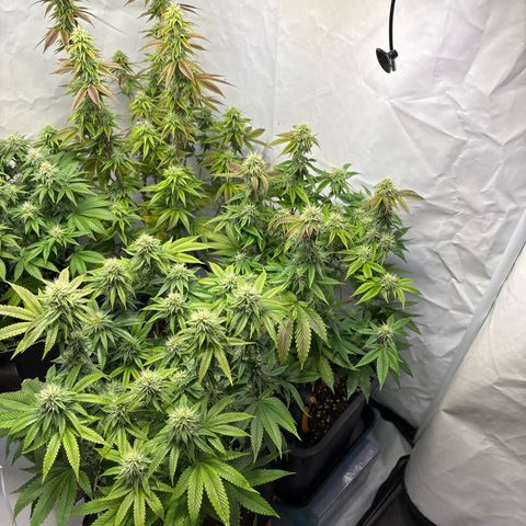 Frozen Fuel growlog timeline photo