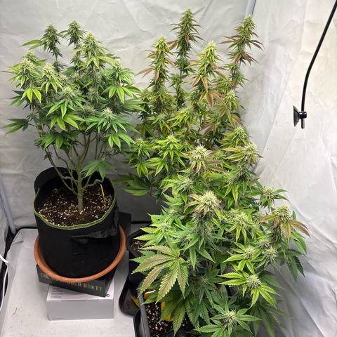 Frozen Fuel growlog timeline photo
