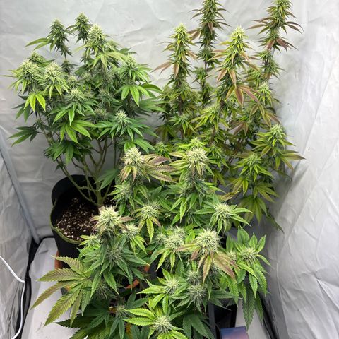 Frozen Fuel growlog timeline photo