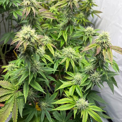 Frozen Fuel growlog timeline photo