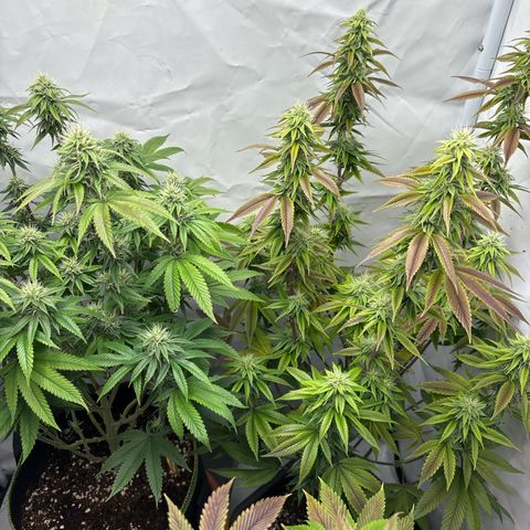 Frozen Fuel growlog timeline photo