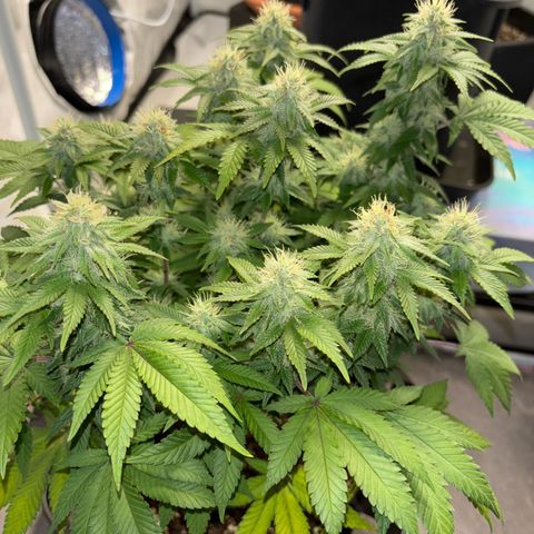 Tropimango growlog timeline photo