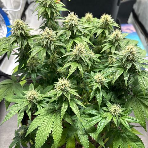 Tropimango growlog timeline photo