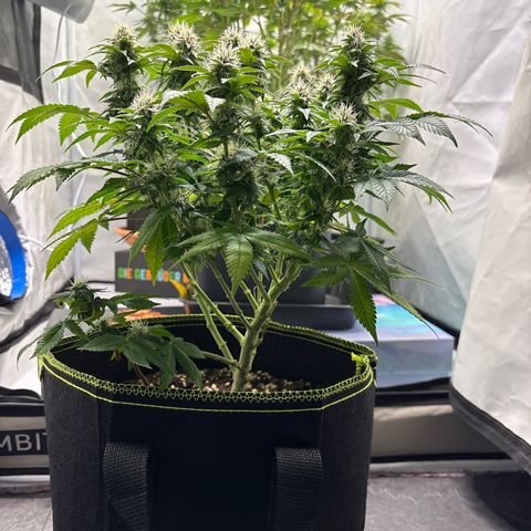Tropimango growlog timeline photo