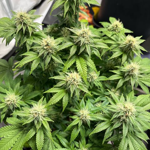 Tropimango growlog timeline photo