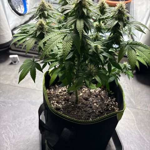 Tropimango growlog timeline photo