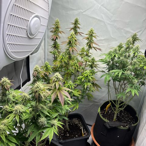 Frozen Fuel growlog timeline photo