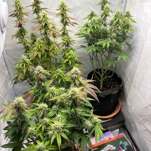 Frozen Fuel growlog timeline photo