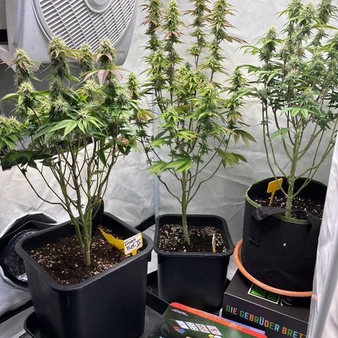 Frozen Fuel growlog timeline photo