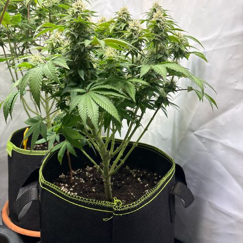 Tropimango growlog timeline photo
