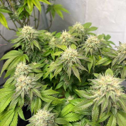 Tropimango growlog timeline photo