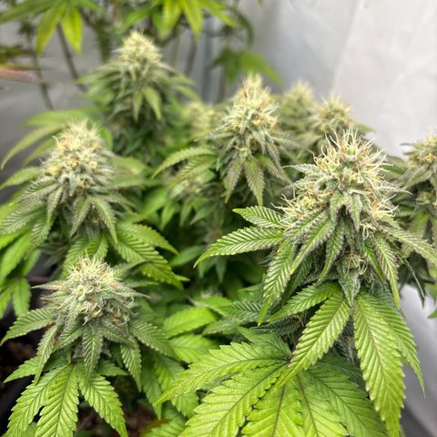 Tropimango growlog timeline photo