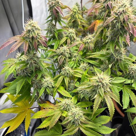 Frozen Fuel growlog timeline photo