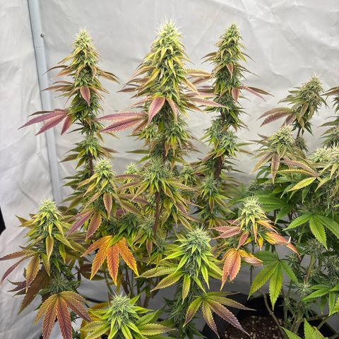 Frozen Fuel growlog timeline photo