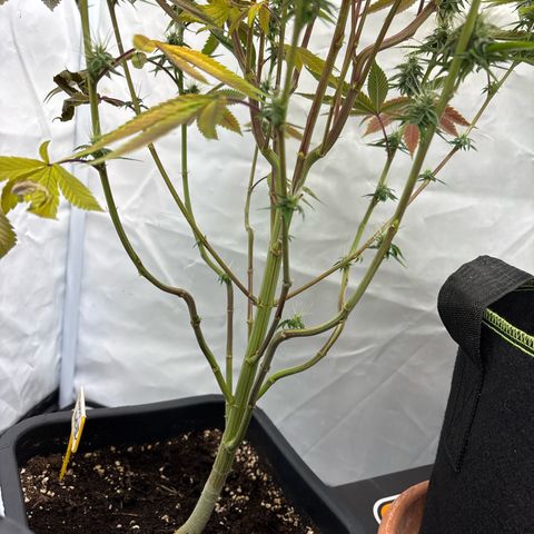 Frozen Fuel growlog timeline photo
