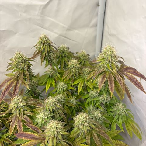 Frozen Fuel growlog timeline photo
