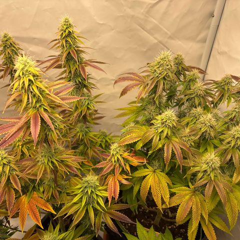 Frozen Fuel growlog timeline photo