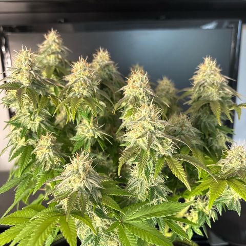 Tropimango growlog timeline photo
