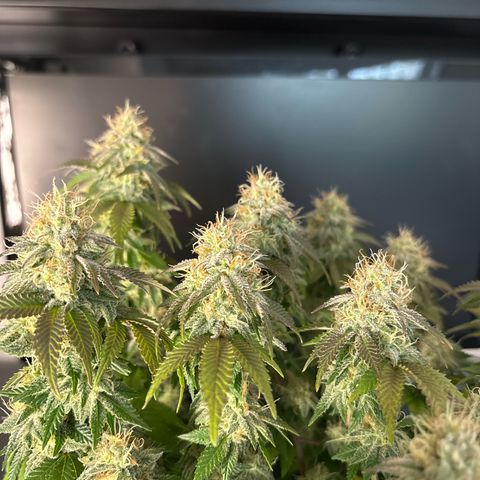 Tropimango growlog timeline photo