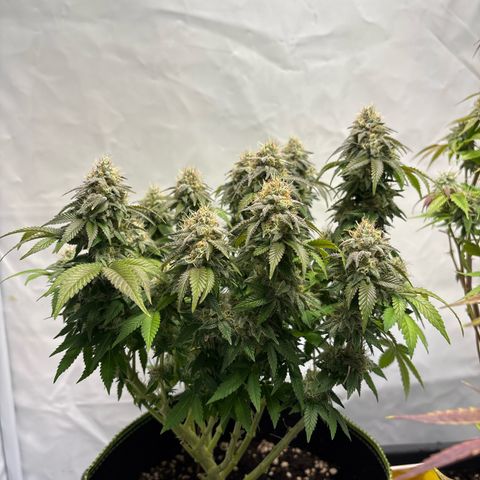 Frozen Fuel growlog timeline photo