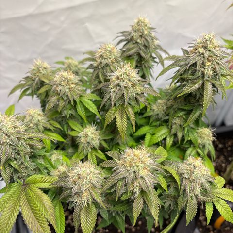 Frozen Fuel growlog timeline photo