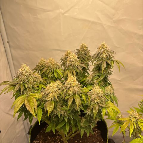 Tropimango growlog timeline photo