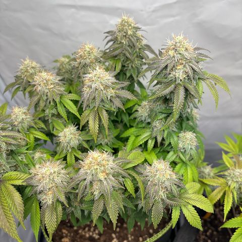 Tropimango growlog timeline photo